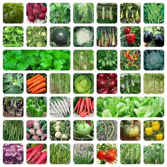 ONLY FOR ORGANIC 45 Variety Of Vegetable Seeds With Instruction Manual