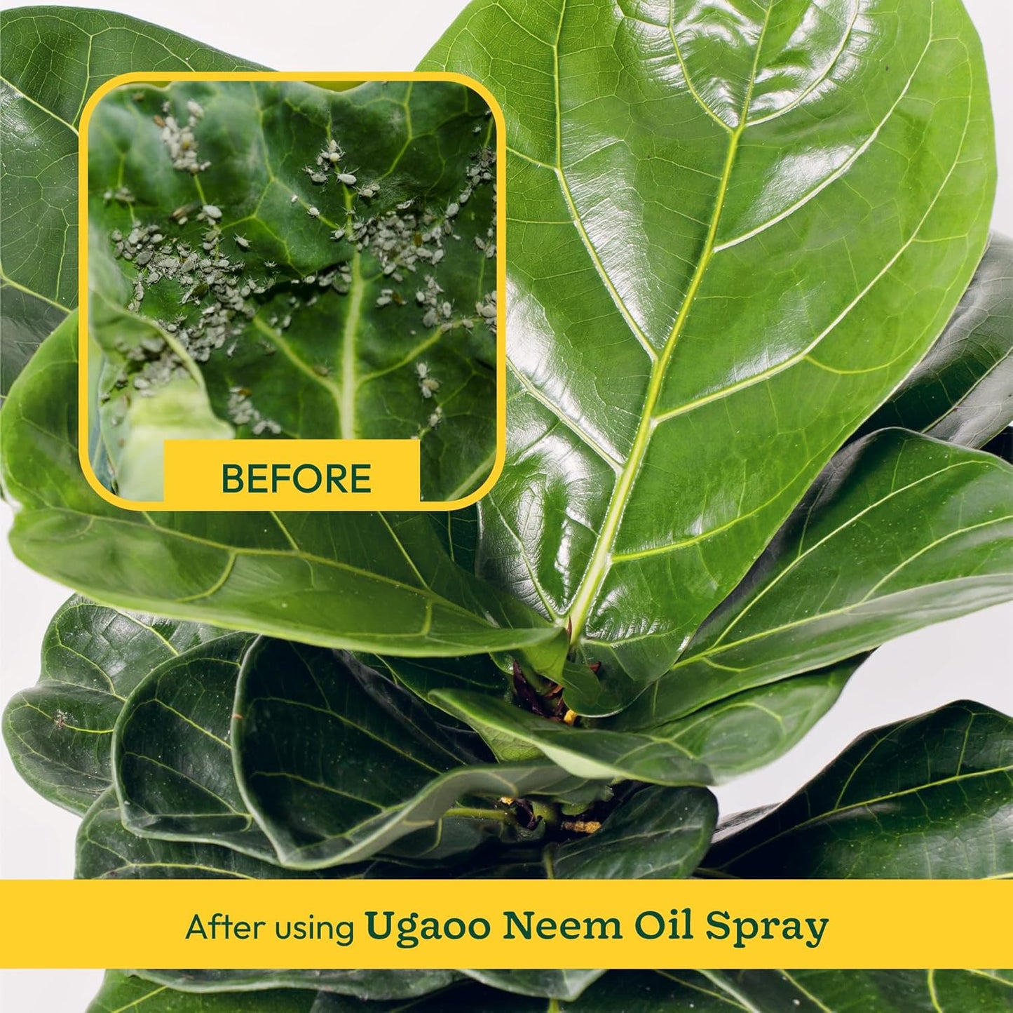 Ugaoo Neem Oil Spray for Plants & Garden - Highly Effective on Plant Insects (250 ml)