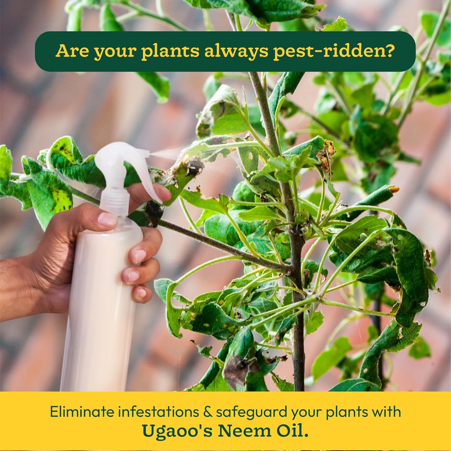 Ugaoo Neem Oil Spray for Plants & Garden - Highly Effective on Plant Insects (250 ml)